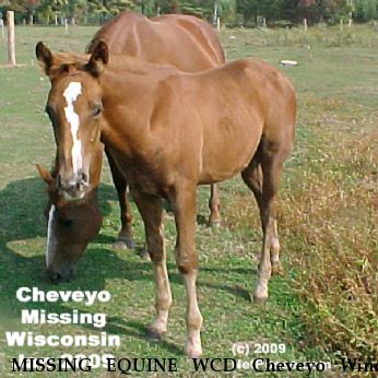 MISSING EQUINE WCD Cheveyo Wind, Near Tomahawk, WI, 54487